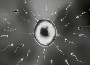 tratamos la teratozoospermia con el Dr. Cos Calvet | teratozoospermia